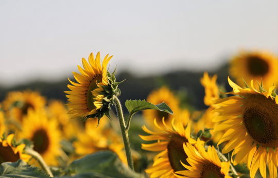The Benefits of Natural Ceramides for Our Skin